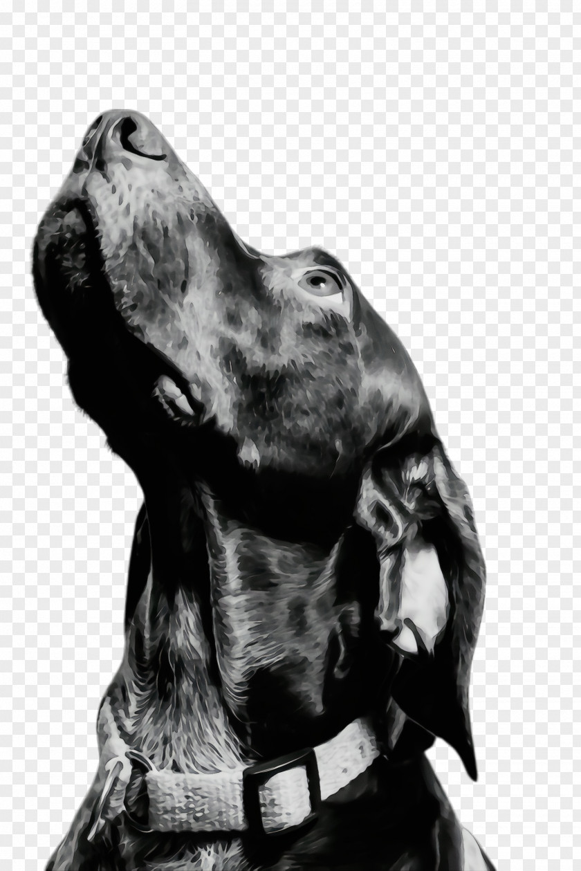 Cocker Spaniel Drawing Dog And Cat PNG