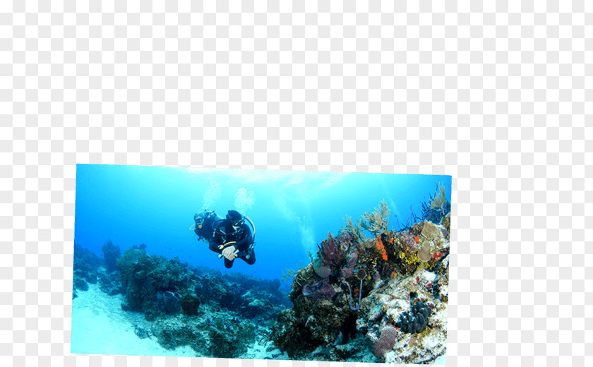 Dive Palancar Playa Del Carmen Cozumel Caribbean Coral Reef Underwater Diving PNG