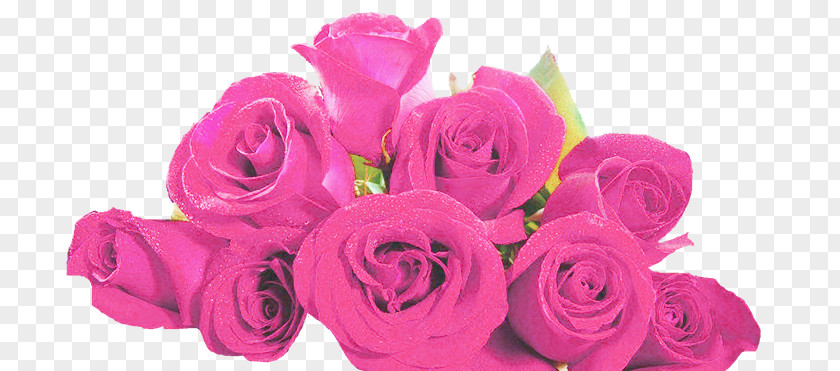 Hu Garden Roses Cabbage Rose Cut Flowers Floral Design PNG