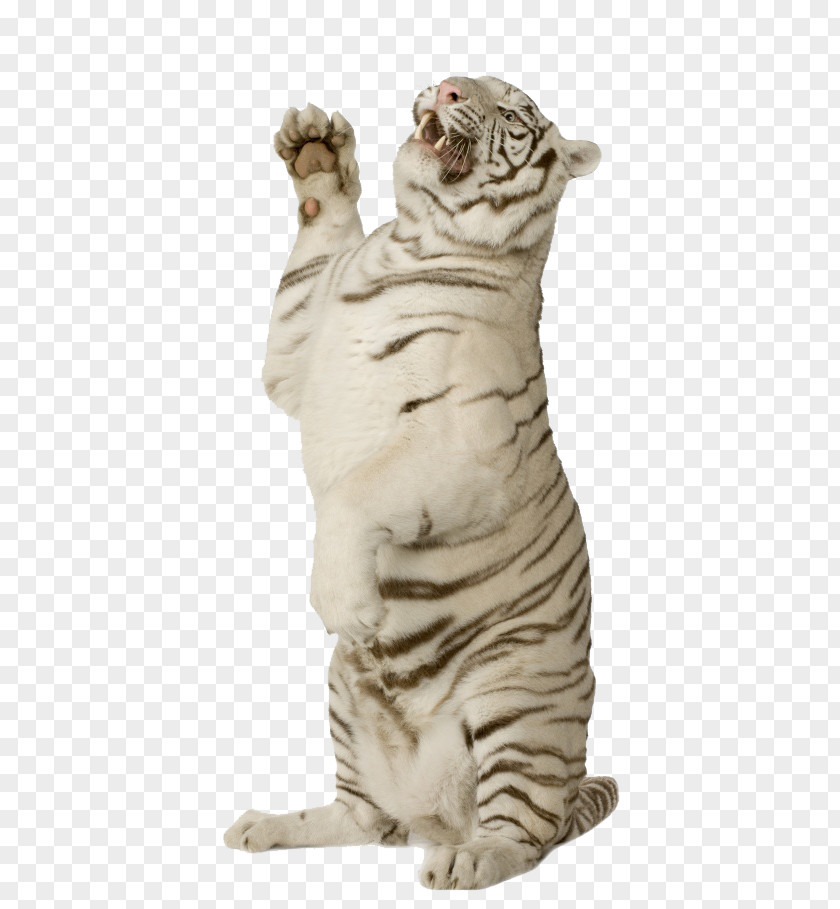 White Tiger Standing Felidae Lion Cat Bengal PNG