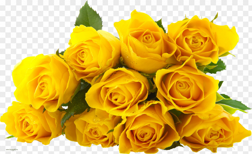 Yellow Rose Flower PNG
