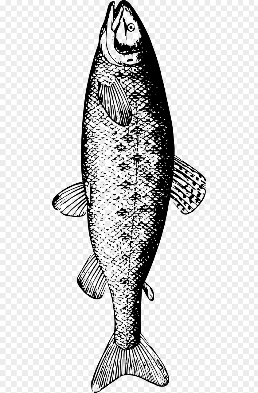 Fish Fishing Trilogy Company Ltd. White Species PNG