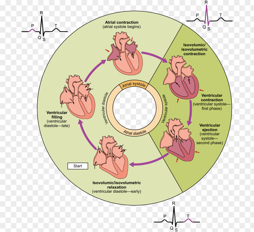 Heart Cardiac Cycle Ventricle Systole Diastole PNG