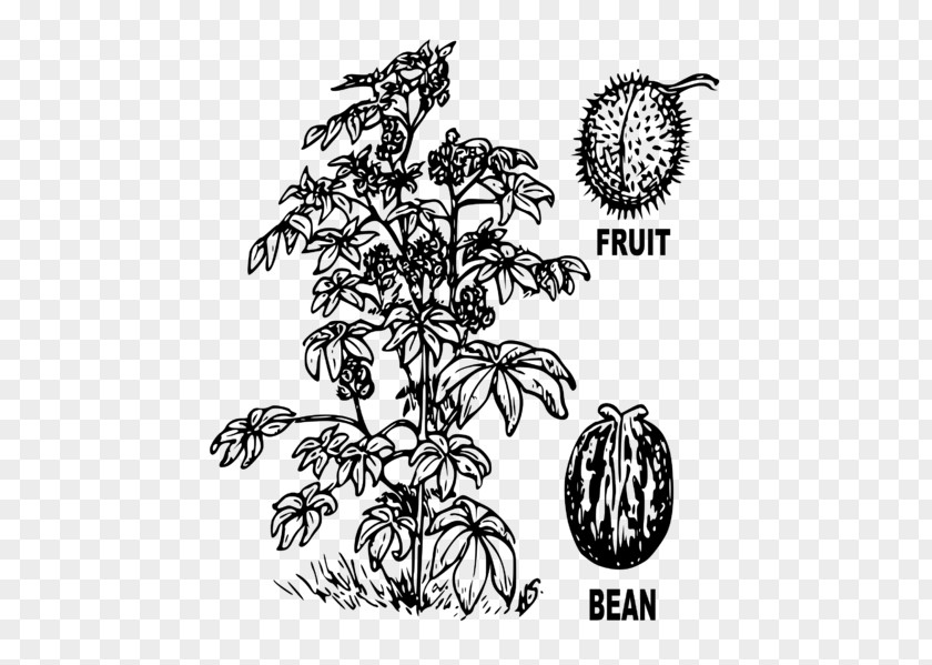 Passion Fruit Plant Ricinus Castor Oil Clip Art Drawing PNG