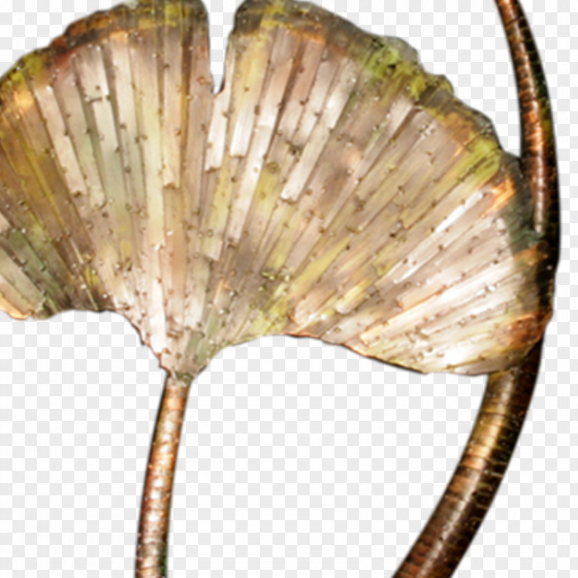 Seashell Ginkgo Biloba Living Fossil Art PNG
