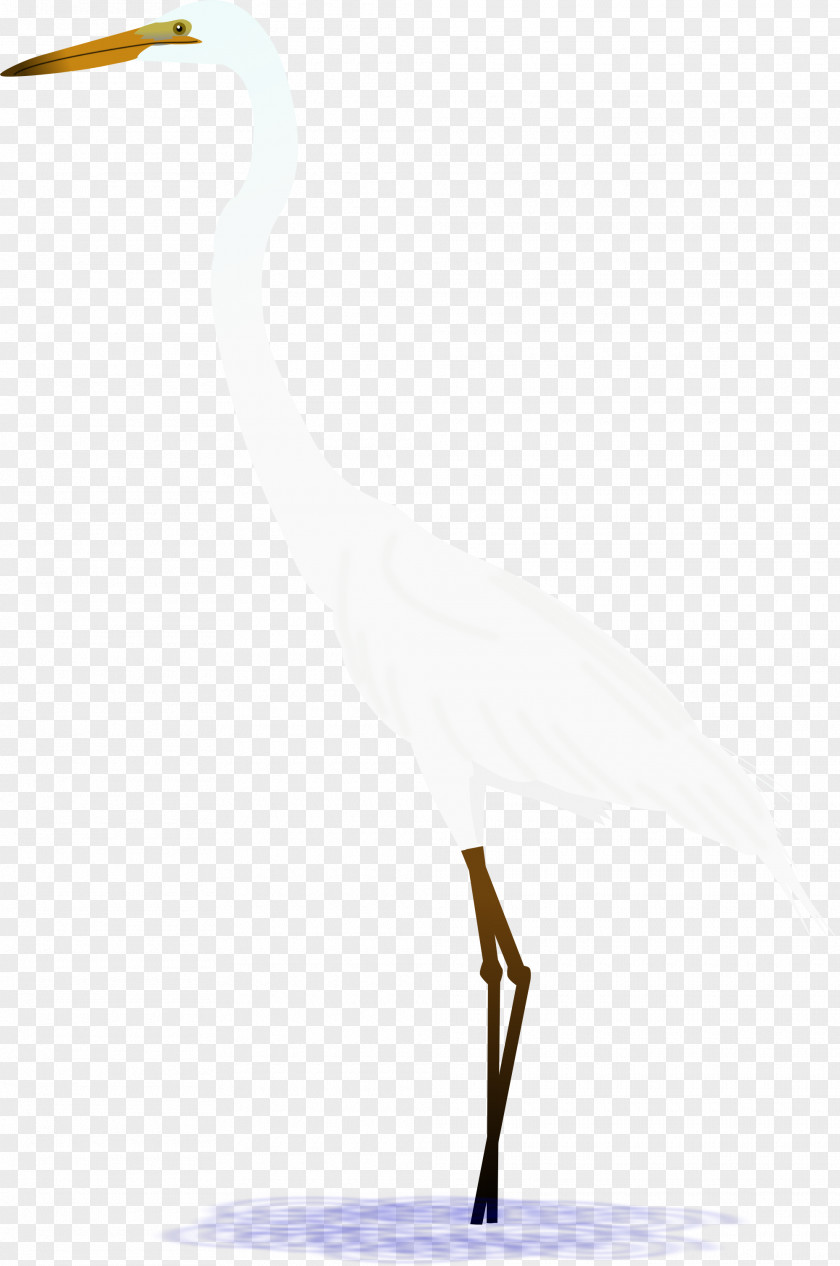 Bird Water Heron Stork Crane PNG