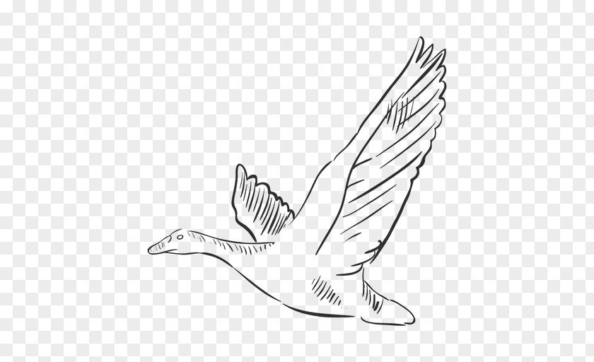 Drawn Bird Gulls Drawing Clip Art PNG