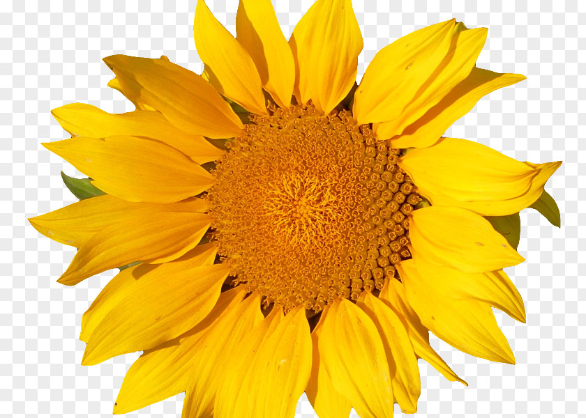 Flower Common Sunflower Yellow Transvaal Daisy PNG