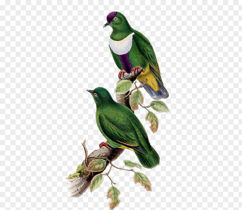 Green Birds Bird White-bibbed Fruit Dove Clip Art PNG