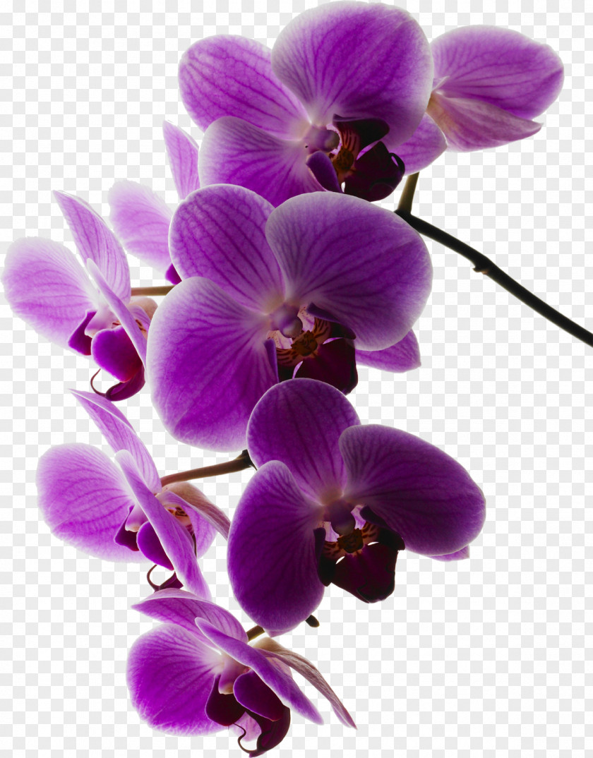 Orchid Frame Moth Orchids Art.com PNG