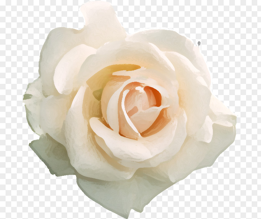 Rose Fototapet Flower Hanakotoba Wallpaper PNG