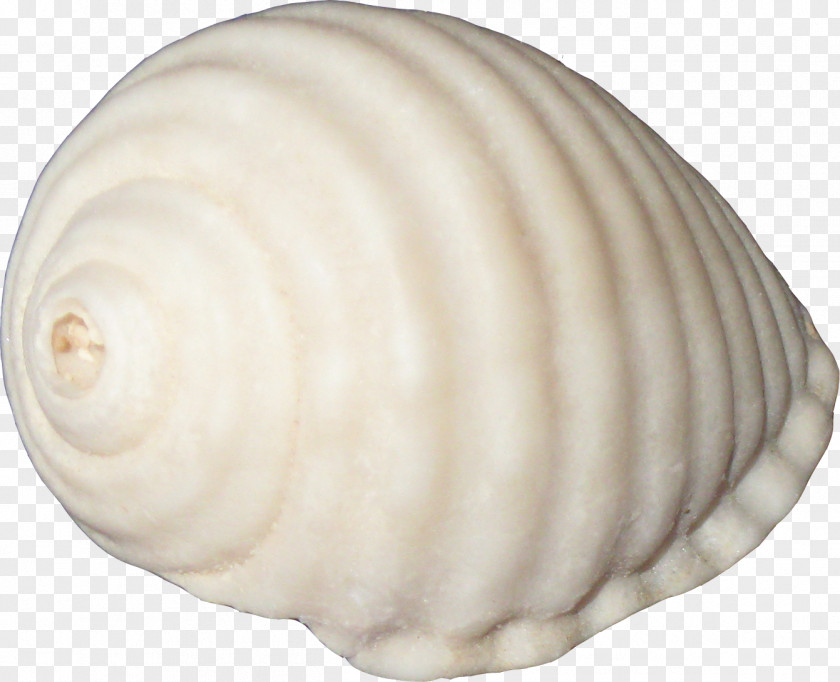 Conch Creative Sea Snail Aquatic Animal PNG