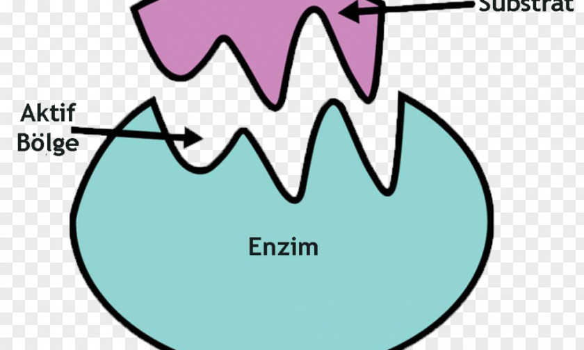 Enzyme Biology Catalysis Chemical Reaction Rate PNG