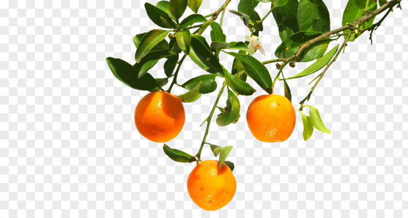 Orange Clementine Mandarin Tangerine Bitter PNG