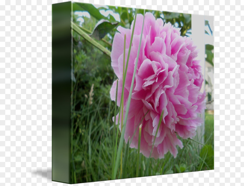 Peony Cabbage Rose Herbaceous Plant Petal Pink M PNG