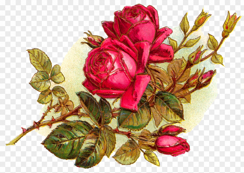 Rose Flower Bouquet Garden Roses Cut Flowers Clip Art PNG
