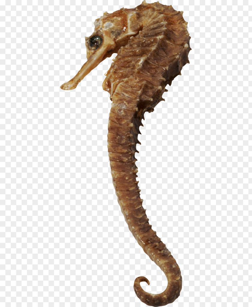 Short-snouted Seahorse Clip Art PNG