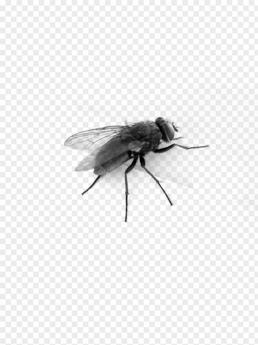 Flies In Kind Bee Insect Wing Black And White PNG