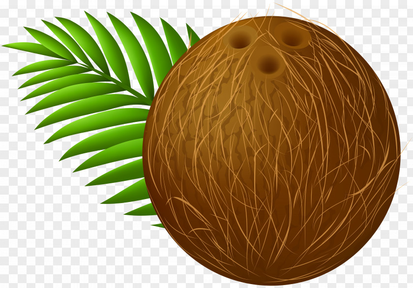 Fruit Coconut Clip Art Image PNG