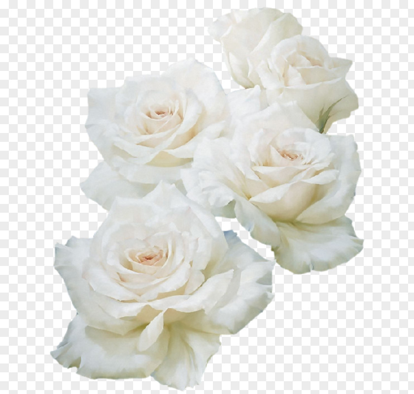 белые цветы Garden Roses Unblog Flower PNG