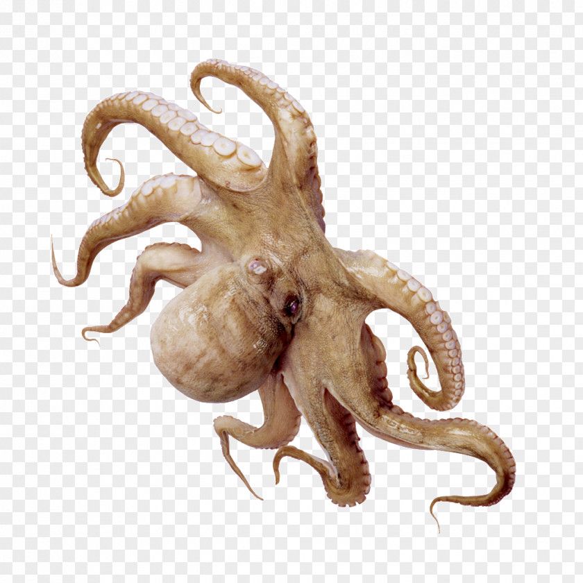Octopus Writing Squid As Food Dried Shredded Seafood PNG