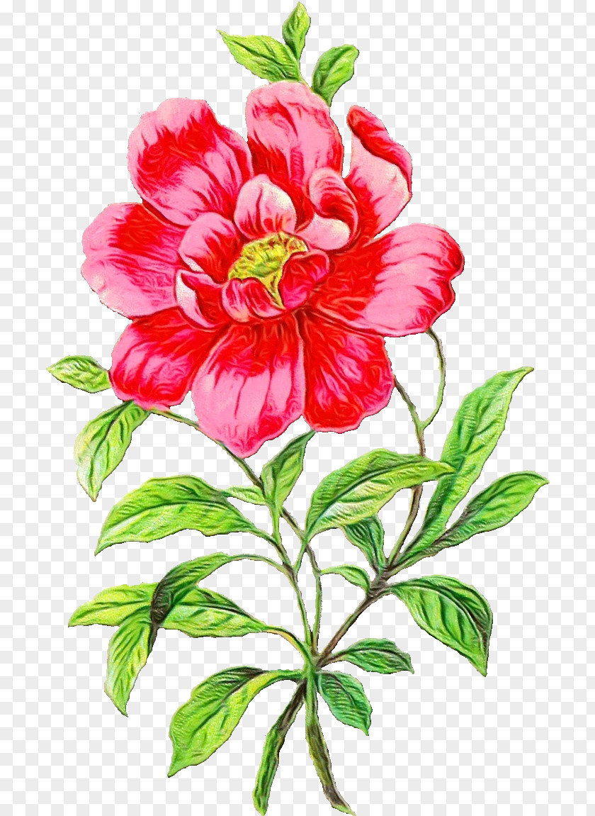 Plant Stem Wild Peony Watercolor Pink Flowers PNG