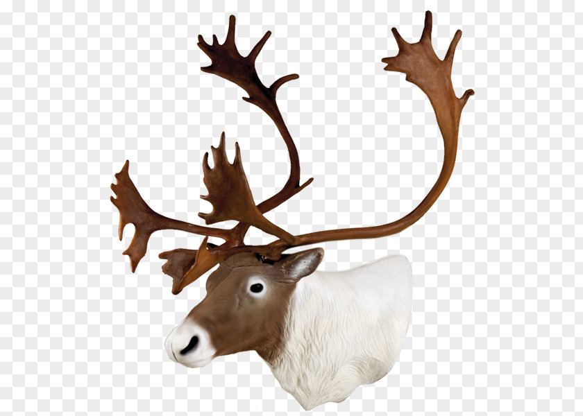 Reindeer Target Archery Shooting Arrow Hunting PNG