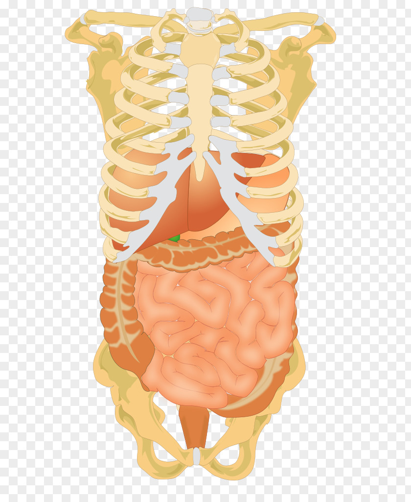 Skeleton Vector Abdominal Cavity Abdomen Liver Digestion Human Digestive System PNG