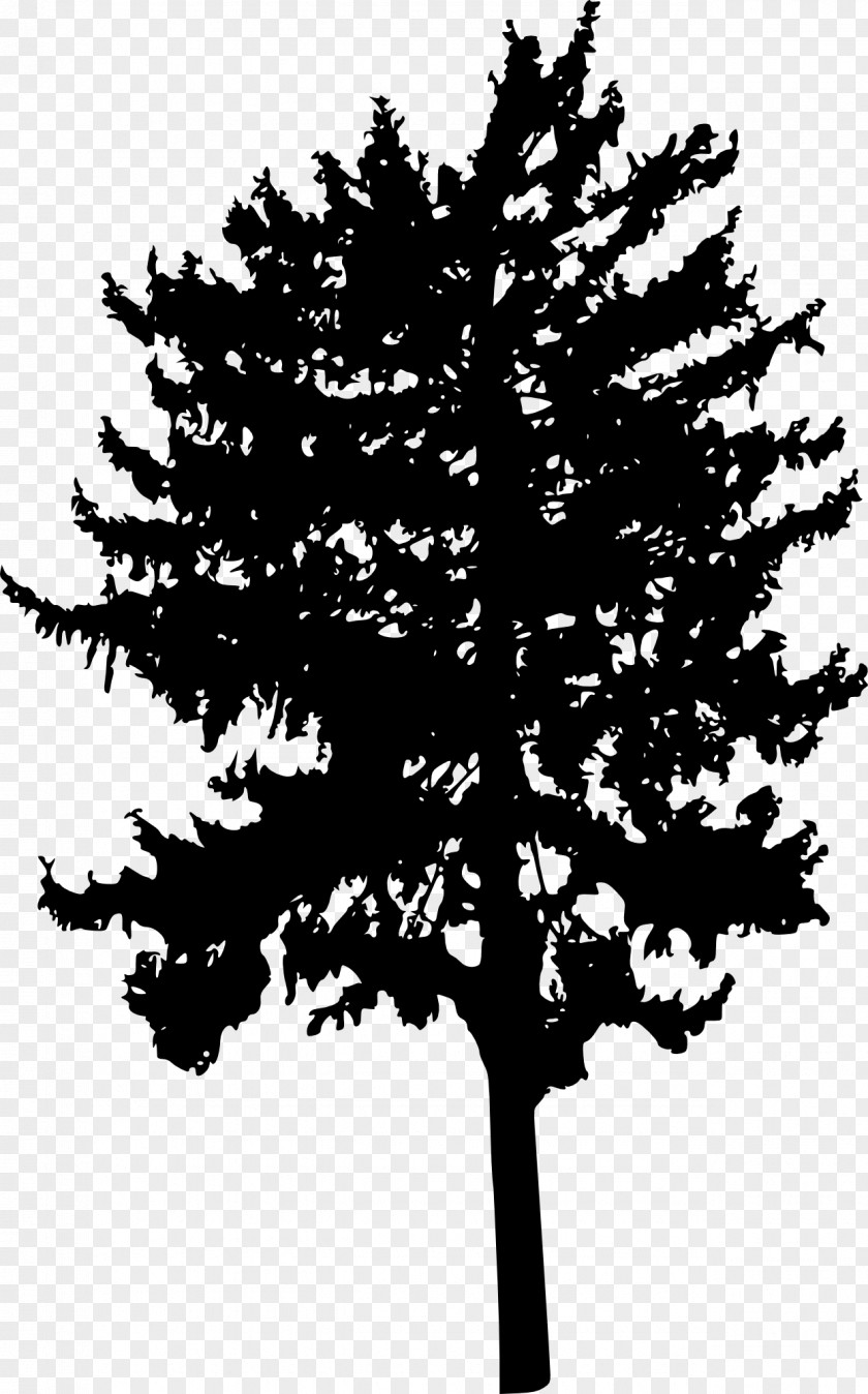 Tree Silhouette Woody Plant Branch Conifers PNG