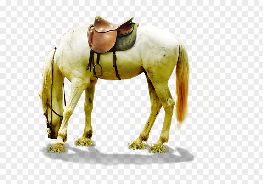 Whitehorse Horse Download PNG