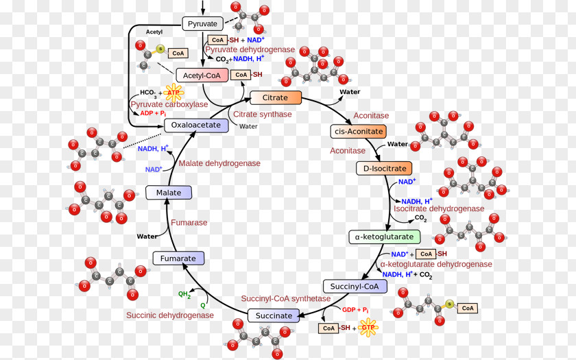 Citric Acid Cycle Cellular Respiration Biochemistry Adenosine Triphosphate PNG