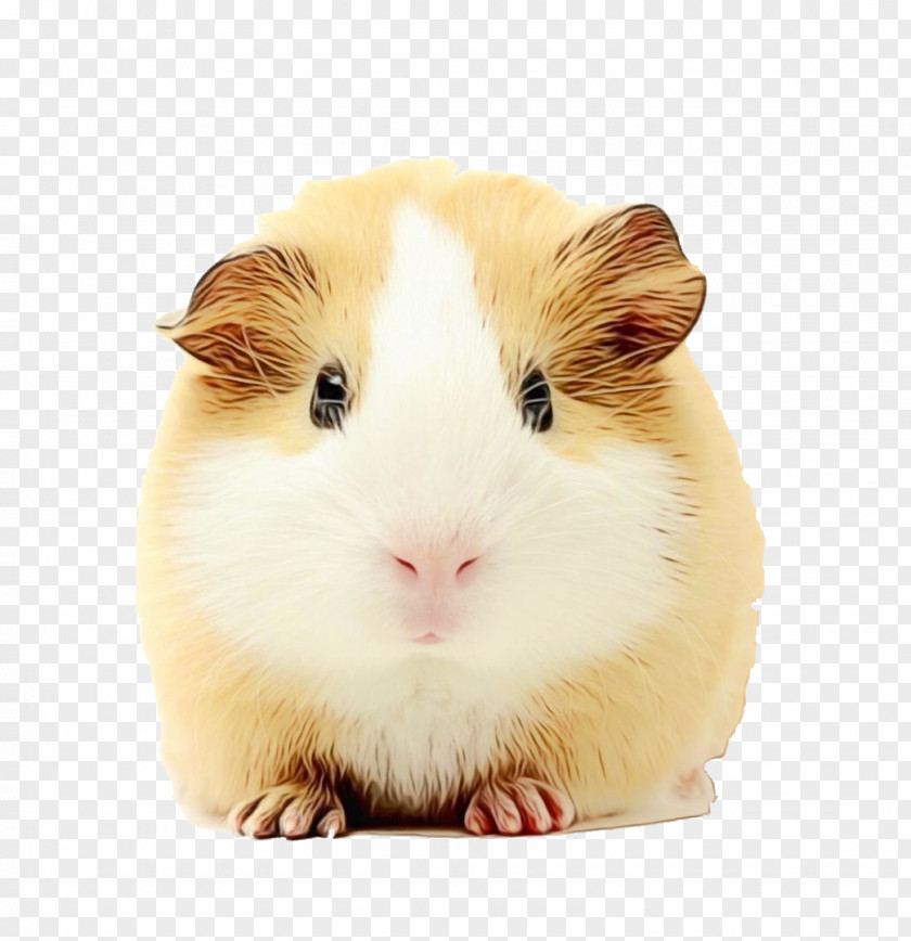 Fawn Muroidea Hamster PNG