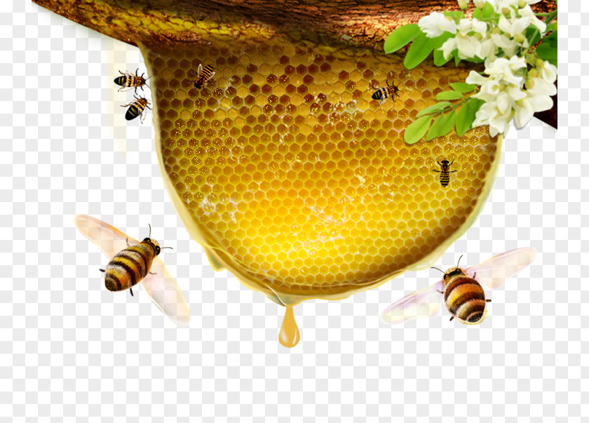 Honey Bee Flowers PNG