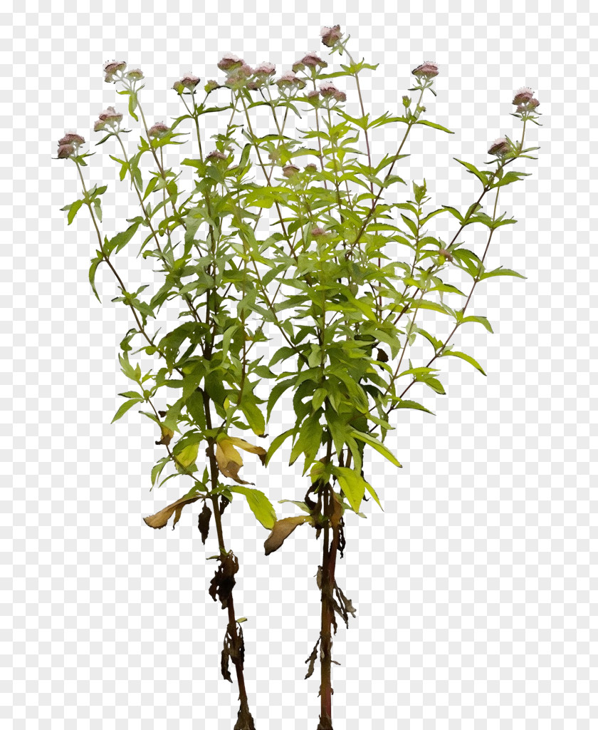 Plant Stem Tree Herb Branching PNG