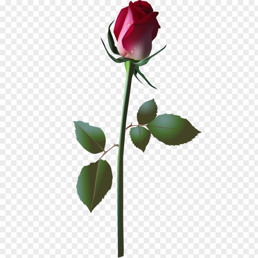 Real Roses PNG