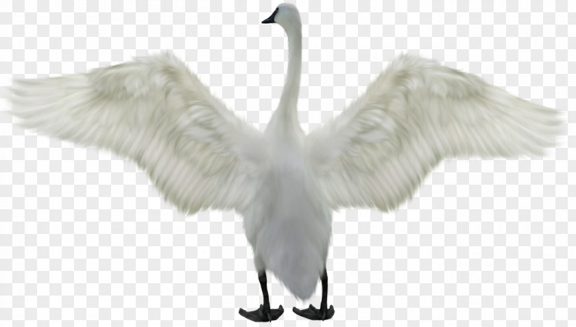 Bird Mute Swan Goose Clip Art PNG