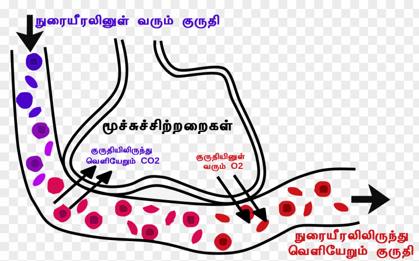 Blood Oxygen–hemoglobin Dissociation Curve Gas Exchange Lung Respiratory System PNG