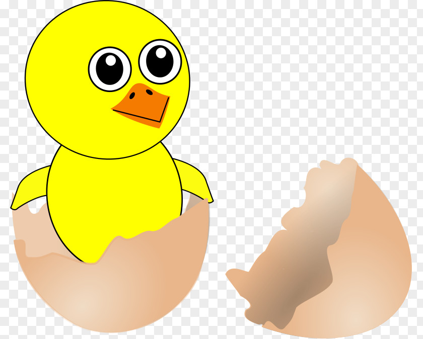 Chicken Eggshell Kifaranga Bird PNG