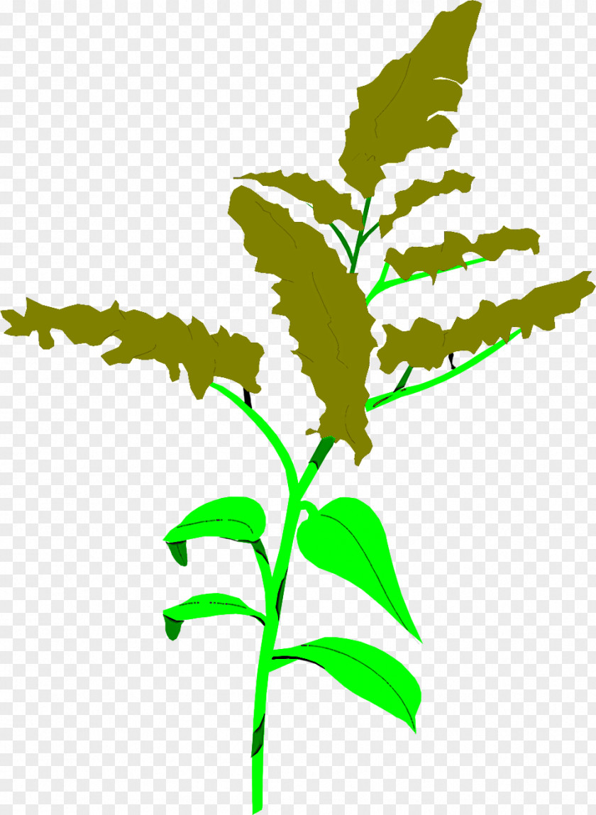Leaf Flower Plant Stem Goldenrod PNG