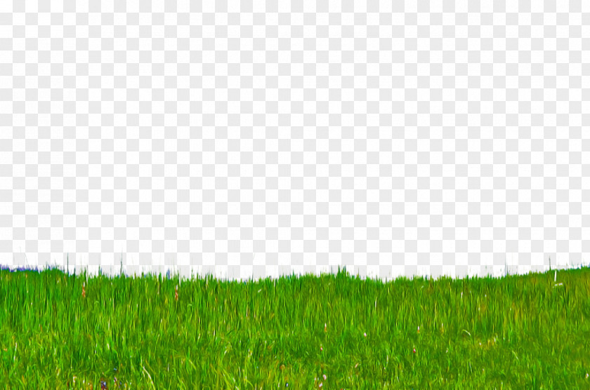 Sky Field Green Grassland Grass Nature Lawn PNG