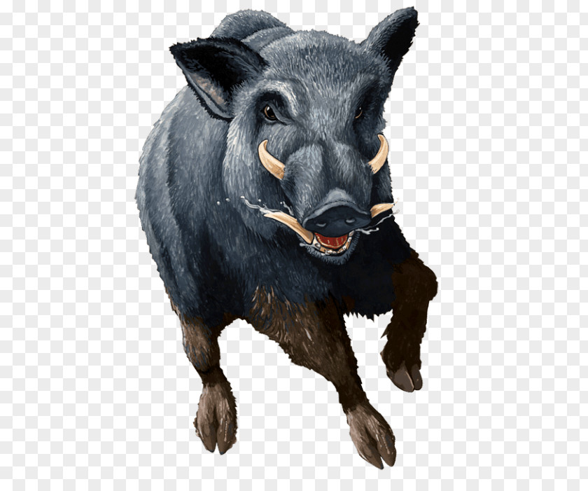 Swine Wild Boar Transparency And Translucency Clip Art PNG