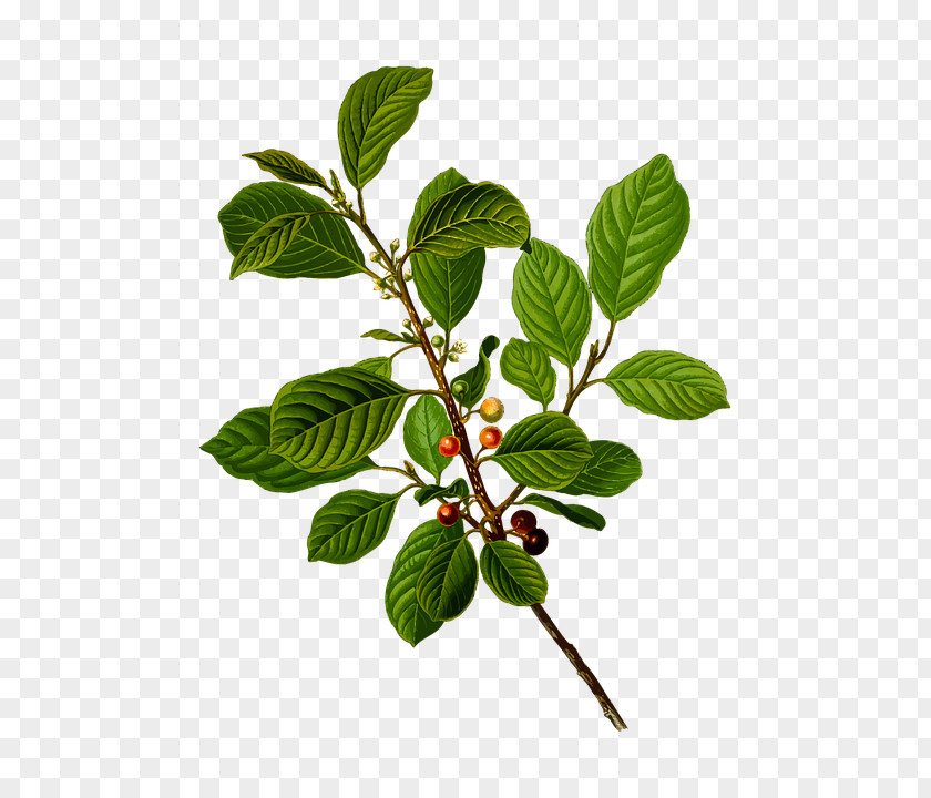 Tree Alder Buckthorn Cascara Alnus Glutinosa Frangula Californica PNG