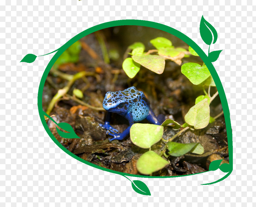 Frog Stock Photography Royalty-free PNG