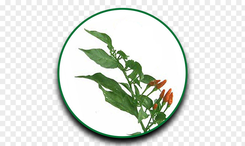 Leaf Herb Drumstick Tree Siling Labuyo Cayenne Pepper PNG
