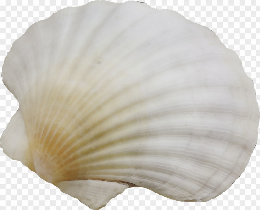 Natural Material Cockle White Bivalve Petal Shell Plant PNG