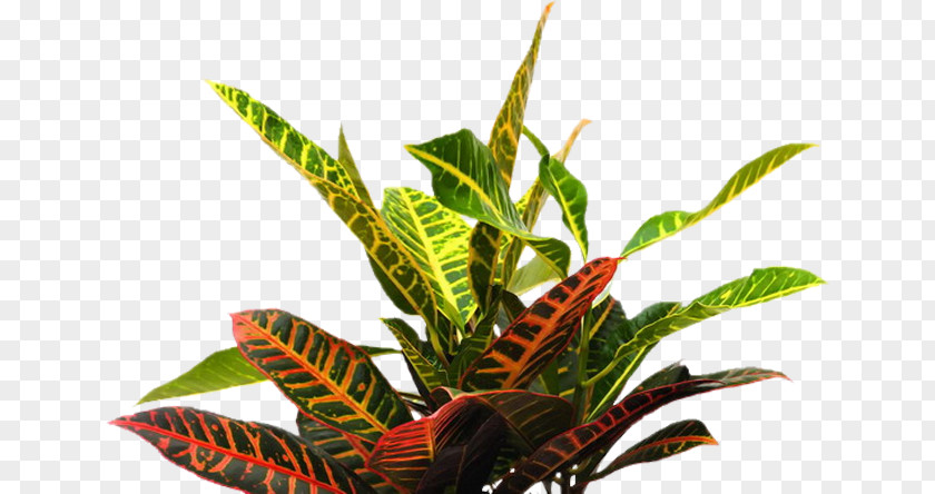 Plants Tropics Adobe Photoshop Tropical Garden PNG