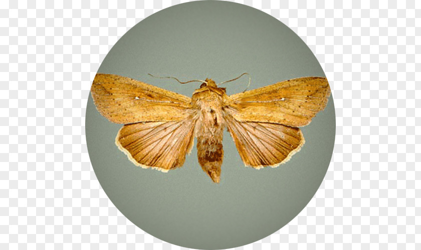 Wheat Fealds Butterfly Moth African Armyworm Mythimna Unipuncta Insect PNG