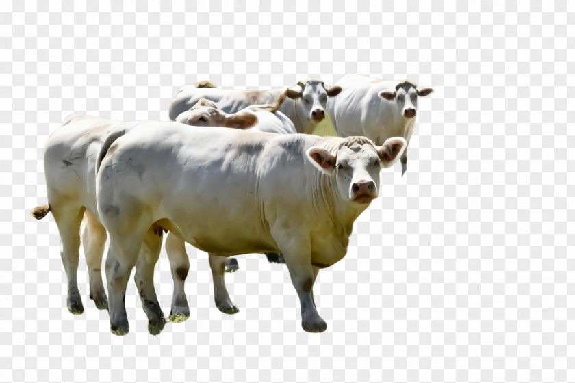 Dairy Cow Bull Bovine Herd Livestock Cow-goat Family Animal Figure PNG