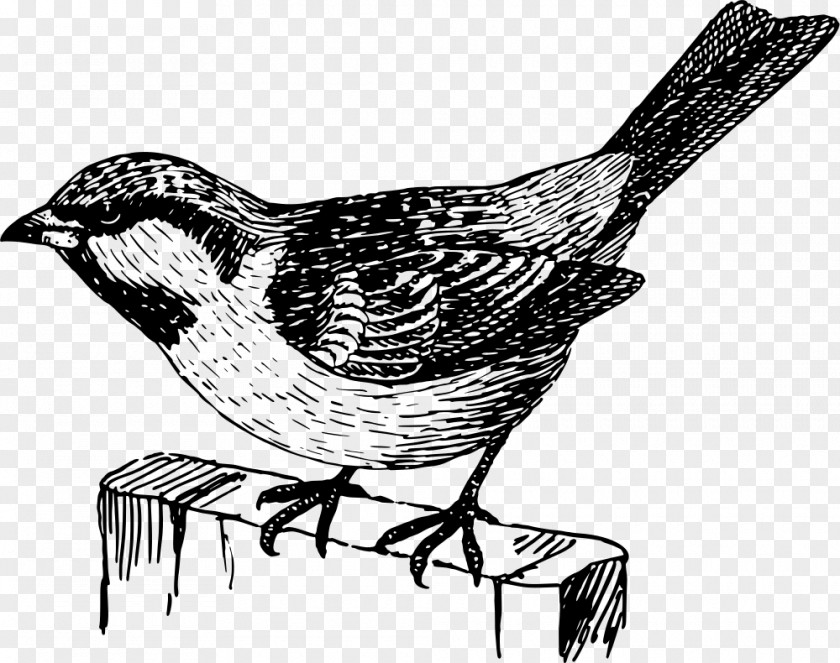 Design Beak Wren Drawing Galliformes PNG