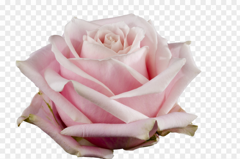 Garden Roses Cabbage Rose Floribunda Pink Avalanche Cut Flowers PNG